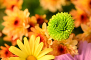 193350310-very-pretty-colorful-garden-chrysanthemum-flower-close-up-in-the-sunshine